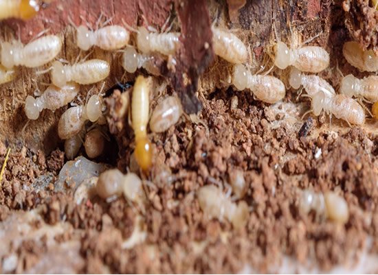 Termite Control Brisbane Northside