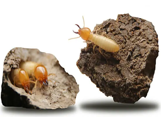 Termite Control Brisbane North and South Termite Control Brisbane