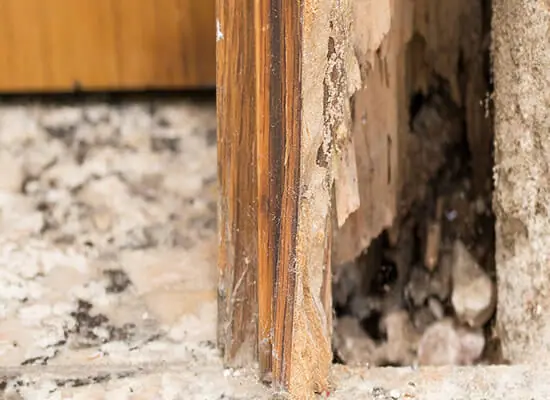 The Termite Control Experts Phone: 07 3184 8488 Termite Control Experts