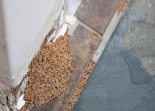 Termite Control Brisbane Southside