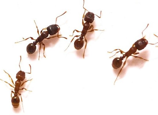 Ant Control Treatment