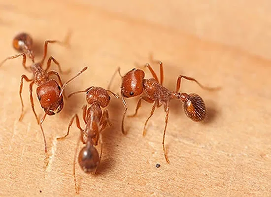 Ant Control Experts in Brisbane Ant Control Experts Brisbane