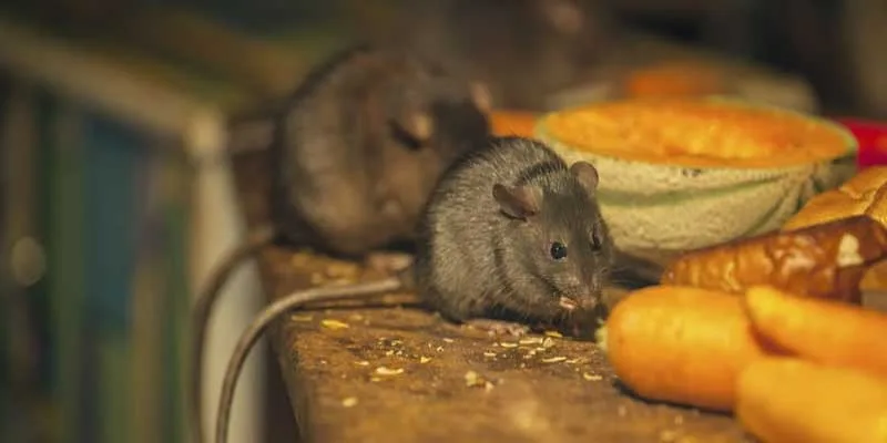 Top 10 Australian Household Pests