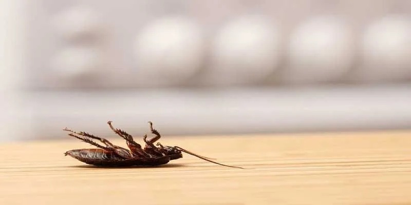 Cockroach Control