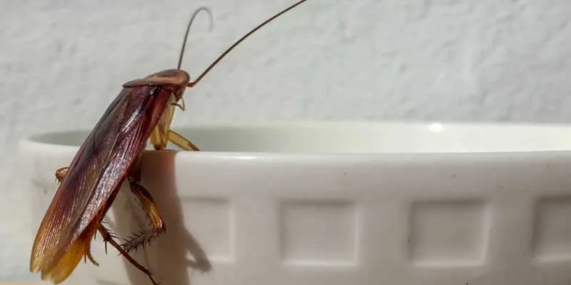 Cockroaches