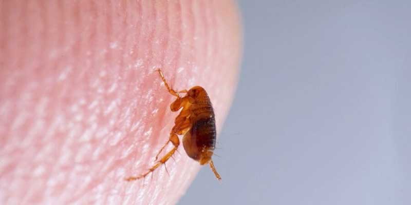 Fleas and Ticks Control