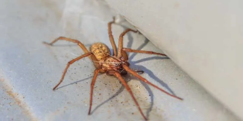 Top 10 Amazing Home Pest Facts