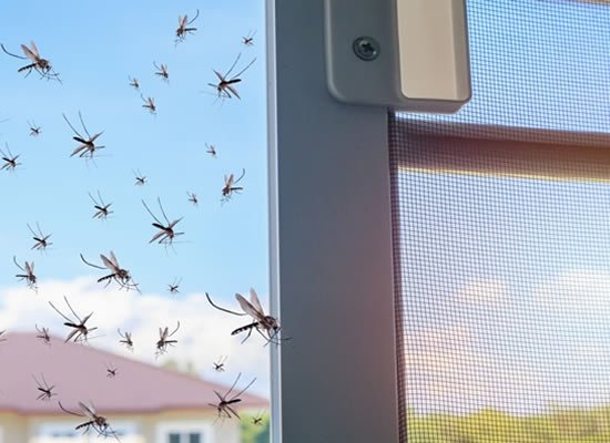Mosquitoes Brisbane