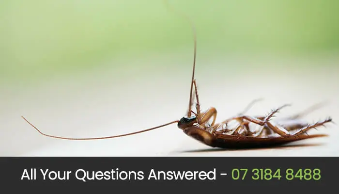 Free Pest Control Advice