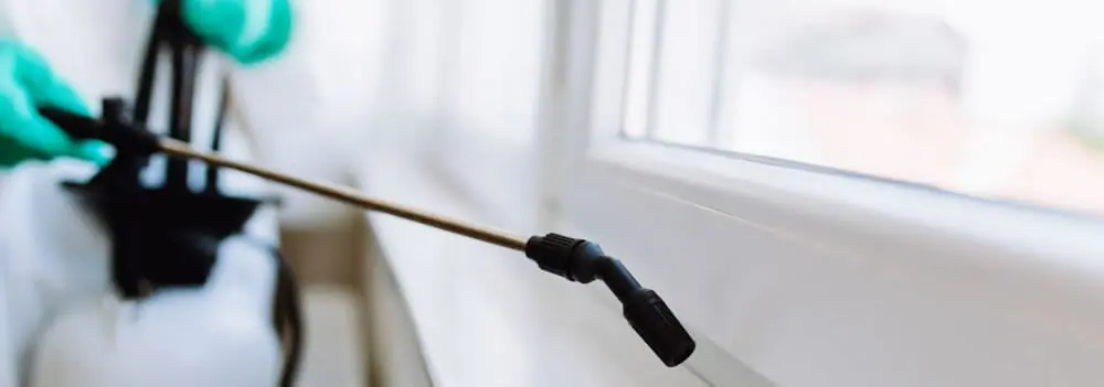 Pest Inspection