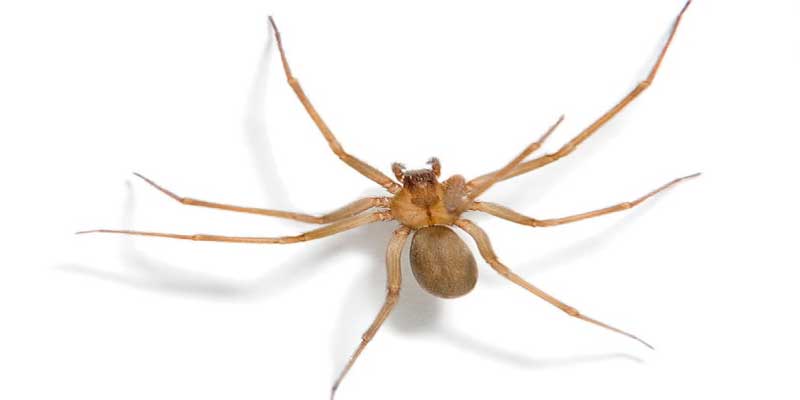 Australian Spiders Recluse Spider