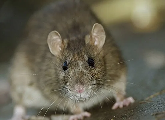 Rat & Rodent Treatment