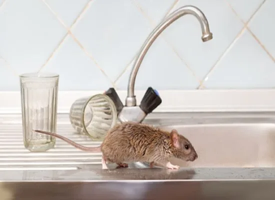 Rodent Control Experts