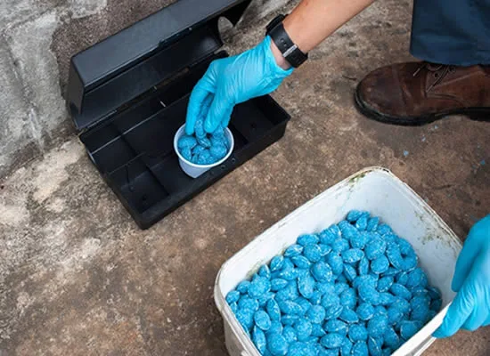 Contact Rat & Rodent Control Experts