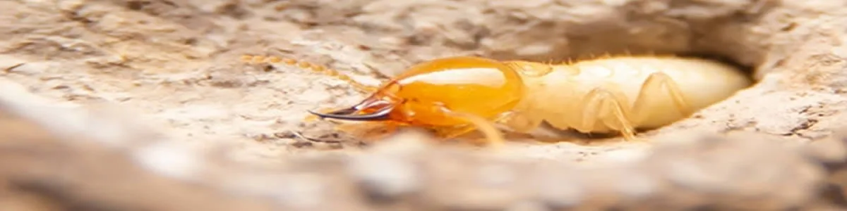 Termite Inspections