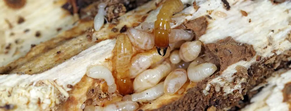 Termite Control
