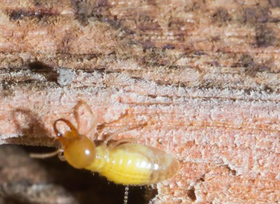 Don't Risk Your Home To Termite Attack