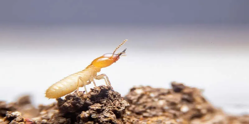 Termite Treatment