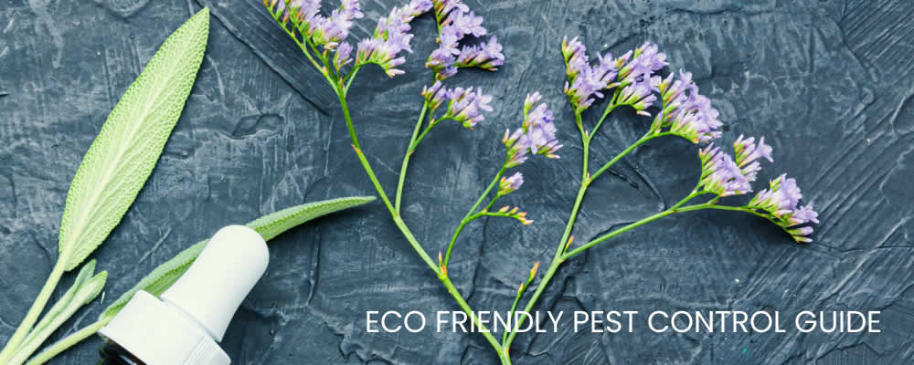 The Eco-Friendly Pest Control Guide