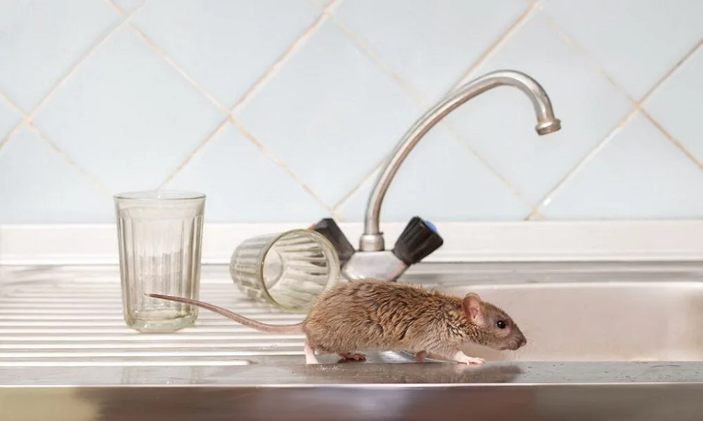 Top 10 Signs You Have a Rodent Infestation