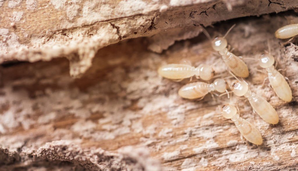 12 Reasons to get a termite barrier for your home